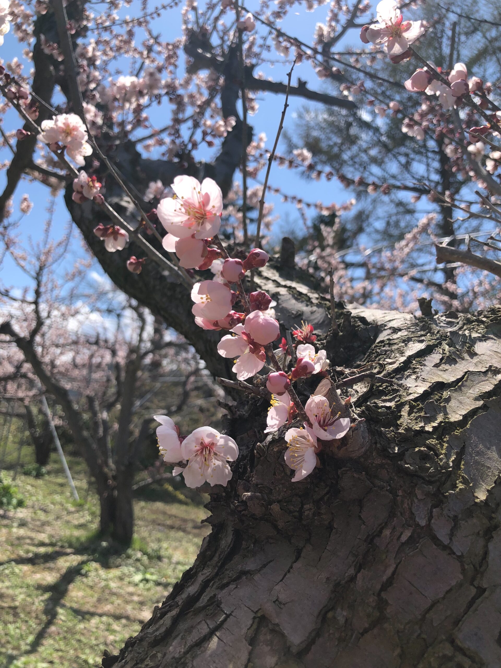 写真８